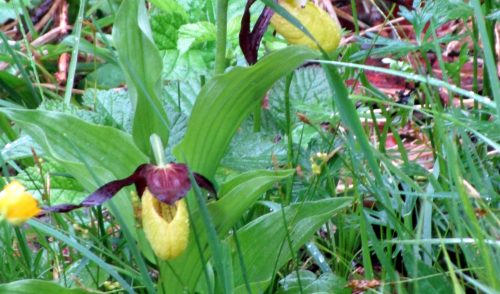 Artikelbild zu Artikel Tourenberichte Sommer 2025