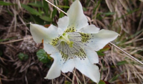 Artikelbild zu Artikel Tourenberichte Sommer 2025